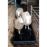 Paxton Paxton 180 Litre Anti-Slip Footbath - FB1