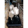 Paxton Paxton 180 Litre Anti-Slip Footbath - FB1