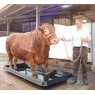 Paxton Paxton 541 Litre Anti-Slip Footbath - FB3